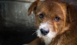 爆料救助狗狗视频大全最新,紧急救援！最新狗狗救助视频大盘点